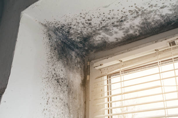 Affordable Attic Mold Remediation solutions in Sharpsburg, PA